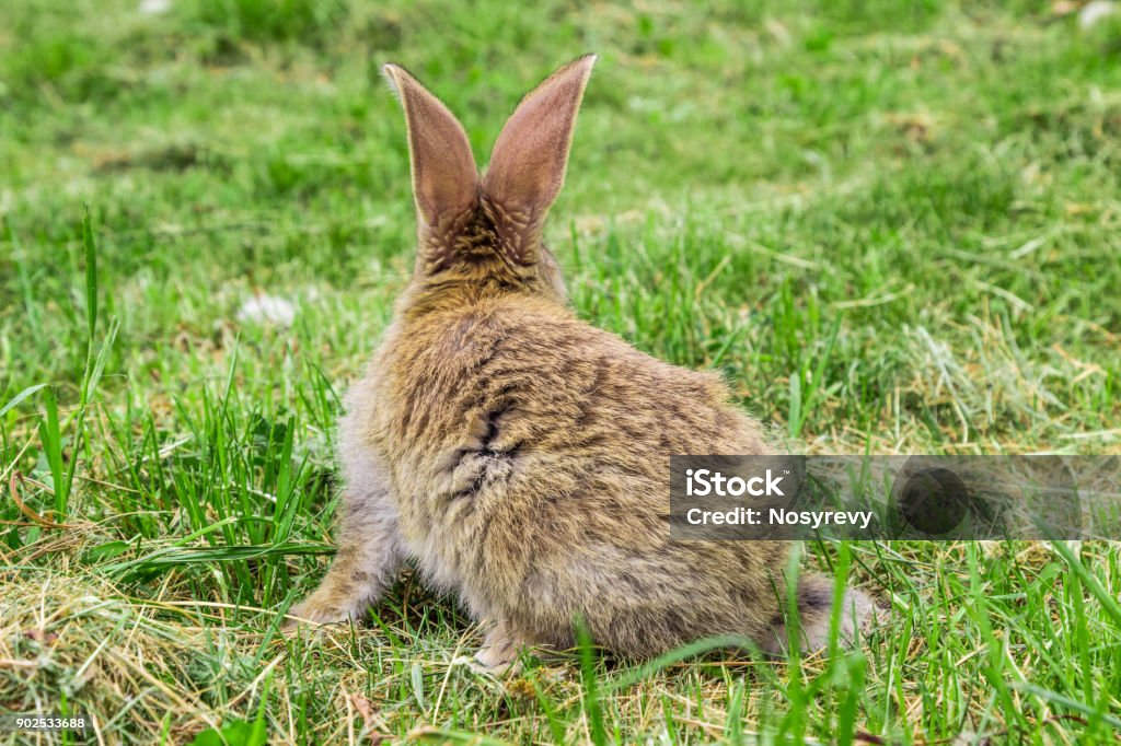 view of rabbit from behind Accidents and Disasters Stock Photo
