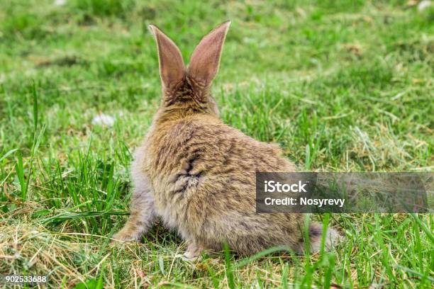 View Of Rabbit From Behind Stock Photo - Download Image Now - Accidents and Disasters, Agricultural Field, Animal