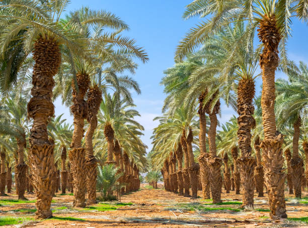istock Plantation of date palms 902537588