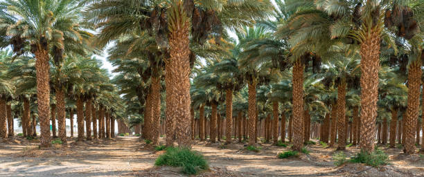 istock Plantation of date palms 902537600