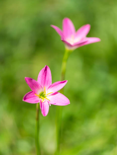 istock Beautiful Pink Fairy Lilies 902539574