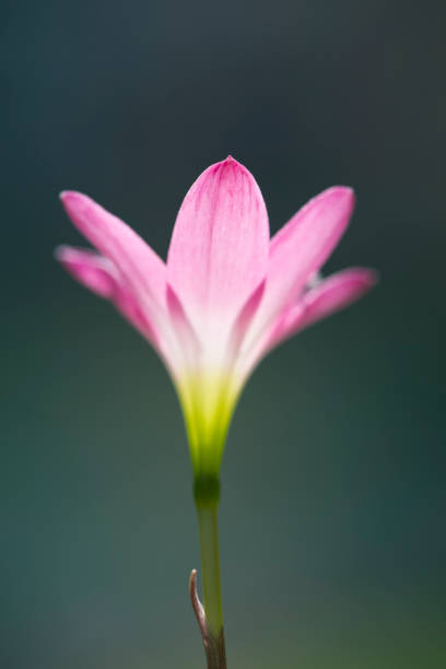bellissime gigli delle fate rosa - zephyranthes lily foto e immagini stock