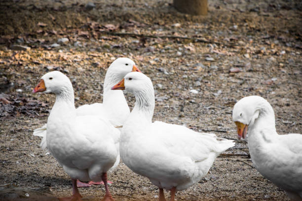 istock family of cute white ducks 902545300