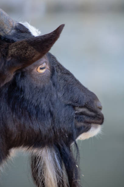 istock profile view of black goat's face 902548802