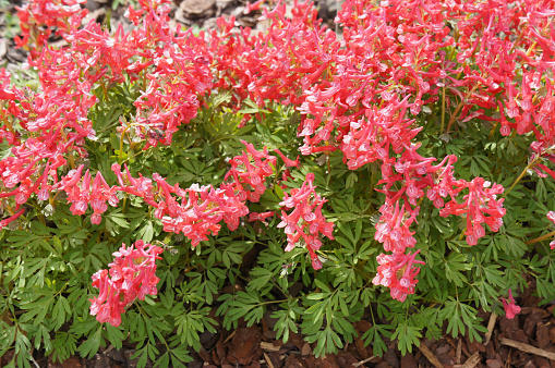 Corydalis solida red flowers with green