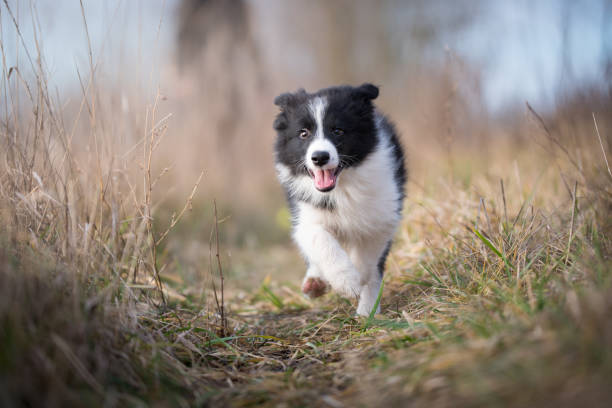 istock Running border collie puppy in winter time 902551808