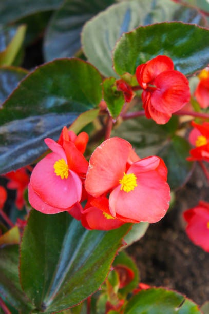 istock Red begonia flowers with green vertical 902551894