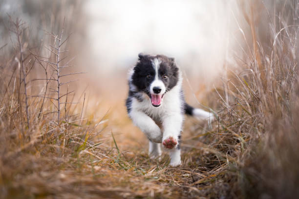 istock Running border collie puppy in winter time 902552070