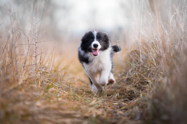 istock Running border collie puppy in winter time 902552142
