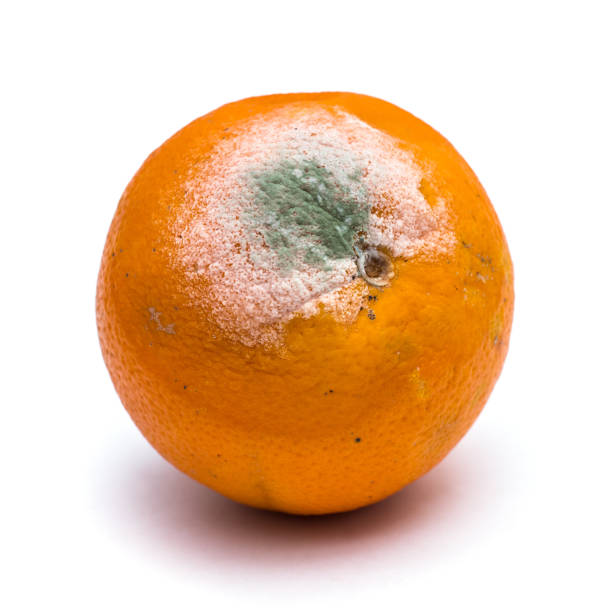 白い背景の腐ったオレンジ色の果物 - spoilage ストックフォトと画像