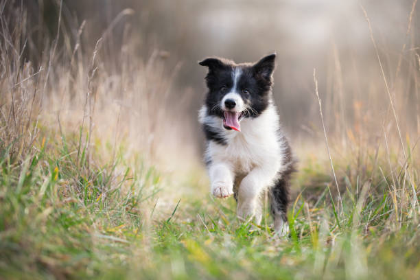 istock Running border collie puppy in winter time 902552356