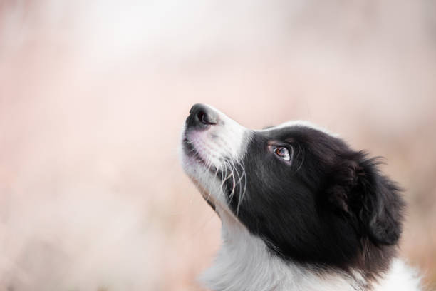 Portrait of border collie in field in winter