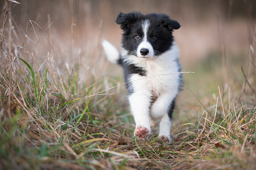 Running border collie puppy in field in winter