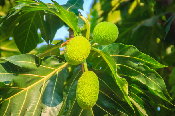 Close Up View Of Young Green Breadfruit Fruit On Tree With Green