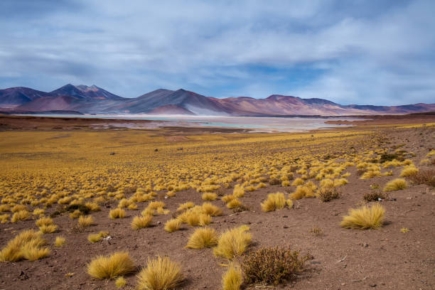 istock Red stones near San Pedro de Atacama 902557722