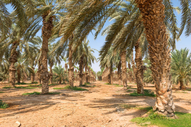 istock Plantation of date palms 902557784