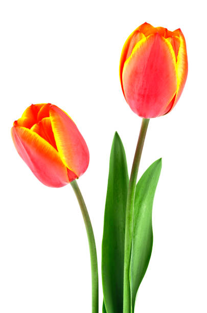 istock Two spring flowers. Tulips isolated on a white background. 902568038