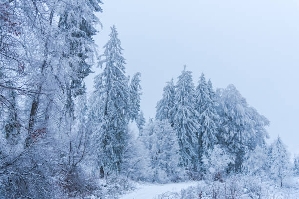 istock Cold morning day in the forest 902571638
