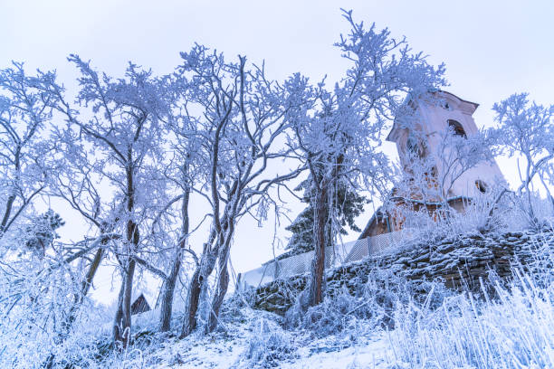 istock Cold morning day in the forest 902572228