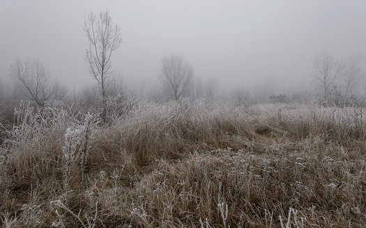 Tree and plant in field covered by ice and snow needles during winter