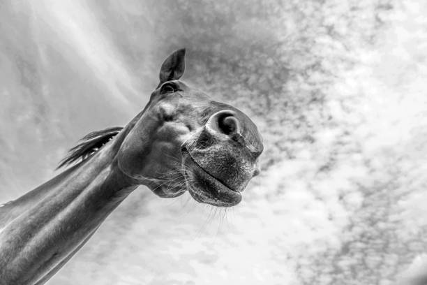 istock head and neck of horse under blue sky 902575236