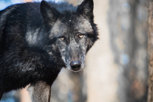 istock portrait of a beautiful furry black wolf face 902575452
