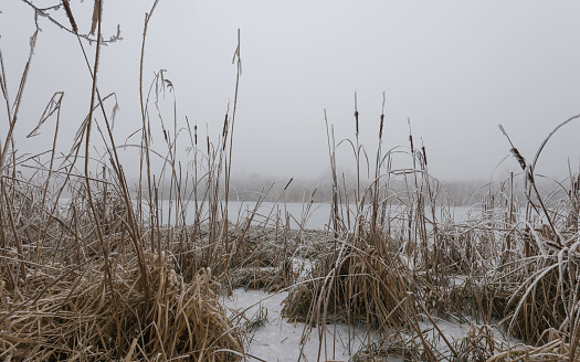 Frozen plant and river, winter nature background