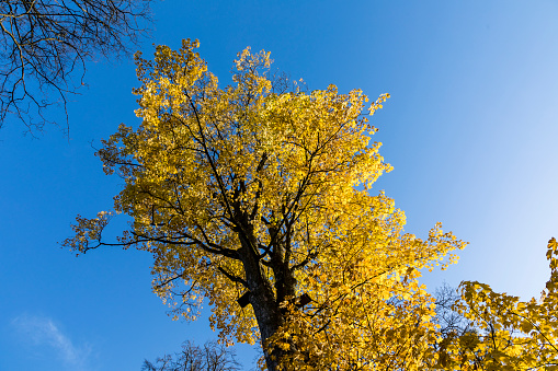 yellow leaves of tree in autumn under blue sky as symbol of nature