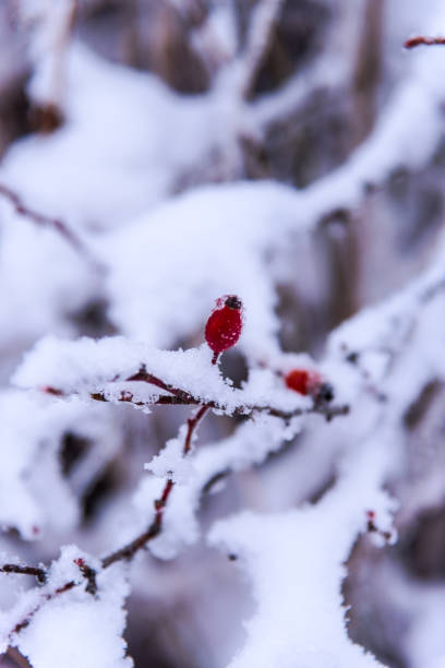 istock Cold morning day in the forest 902575880