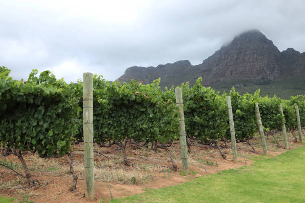 uma vinha em uma fazenda de vinho perto de stellenbosch, áfrica do sul. - south africa cape town winelands constantia - fotografias e filmes do acervo