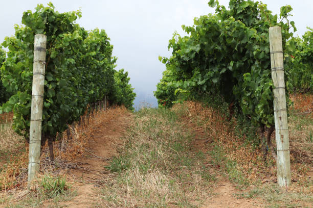 uma vinha em uma fazenda de vinho perto de stellenbosch, áfrica do sul. - south africa cape town winelands constantia - fotografias e filmes do acervo