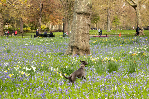 Hyde Park in Westminster, London Identifiable people seen walking in Hyde Park in London hyde park flowers stock pictures, royalty-free photos & images