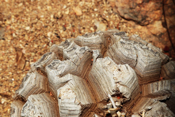 Dioscorea elephantipes , also known as elephant's foot. This plant is an unusual plant which can be found in South Africa.