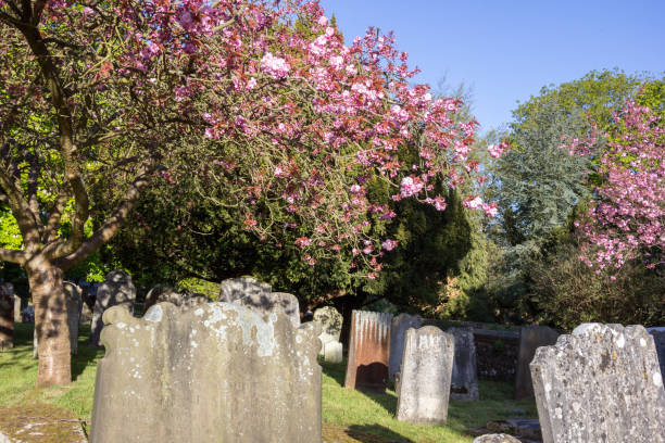 St Nicholas Church in Sevenoaks, England Cherry blossoms outside St Nicholas Church in Sevenoaks, England norman uk tree sunlight stock pictures, royalty-free photos & images