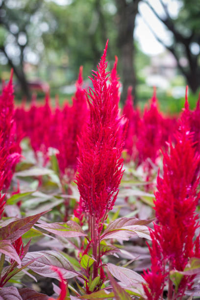 istock Red flowers-Chinese Wool Flower. 902583270