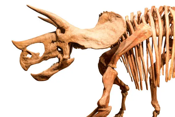 Photo of Skeleton of Triceratops . isolate background
