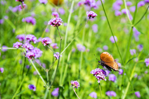 istock butterfly on purple flower 902584328