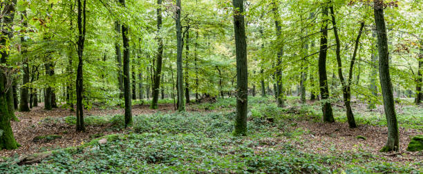 istock harmonic view of pattern of oak trees 902584410