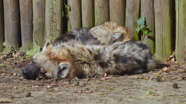 due iene maculate (crocuta crocuta) sono al sole. - portrait spotted hyena field africa foto e immagini stock