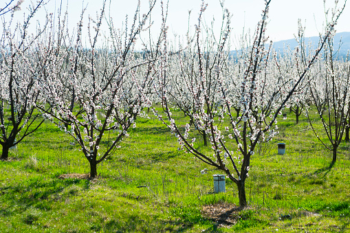 blossoming almond orchard