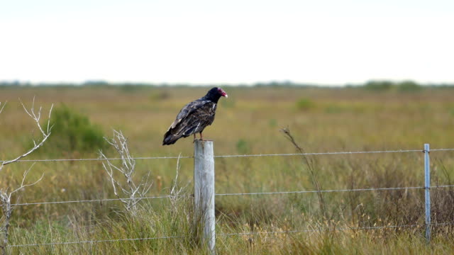 Vulture resting on a fence post