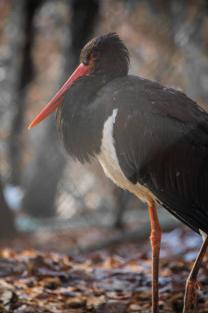 portrait of black stork with red pointed beak