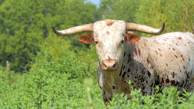 Texas longhorn cattle