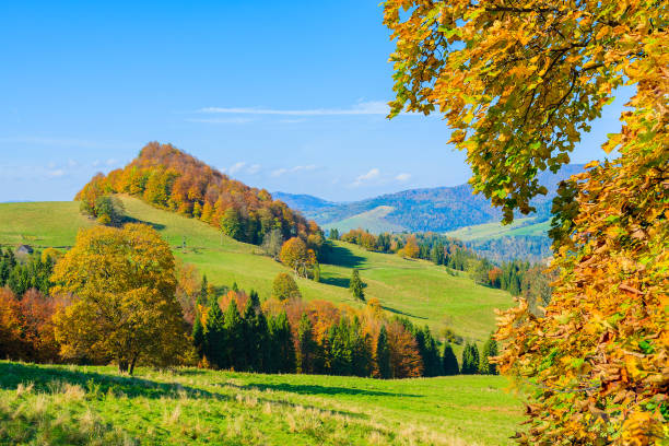 Autumn colour leaves and green hills in Pieniny Mountains near Szczawnica on sunny autumn day, Poland The Pieniny is a mountain range in the south of Poland and the north of Slovakia. szczawnica stock pictures, royalty-free photos & images