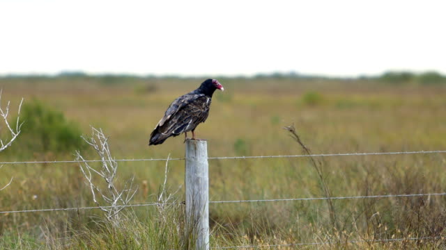 Vulture resting on a fence post