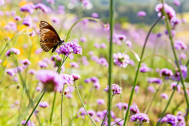 istock butterfly on purple flower 902591814