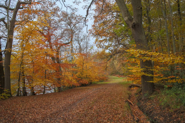 istock Autumn at Virginia Water in the UK 902591864