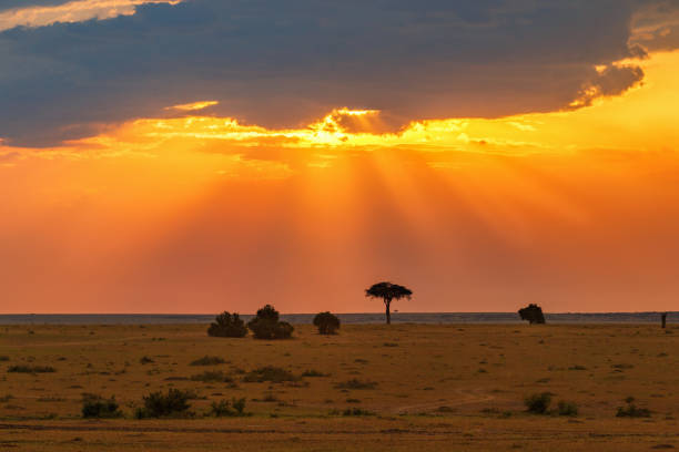 istock Sunset over the African savannah 902594712