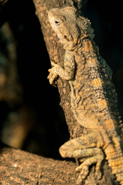 istock Painted Agama Dragon, kind of desert lizard sunbath on tree 902594742
