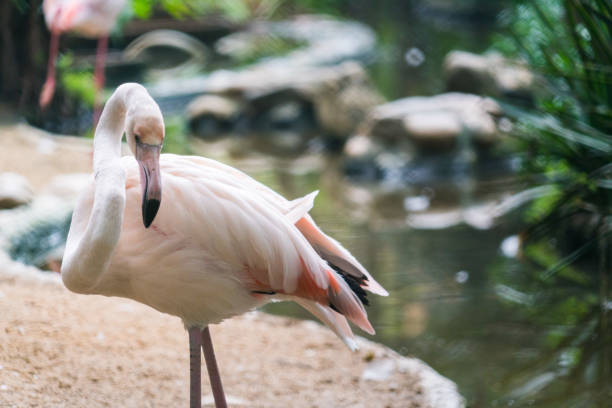 istock Flamingos stand in zoo cage 902594748